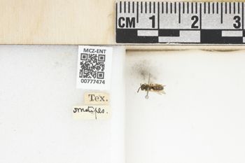 Media type: image;   Entomology 777474 Aspect: Labels